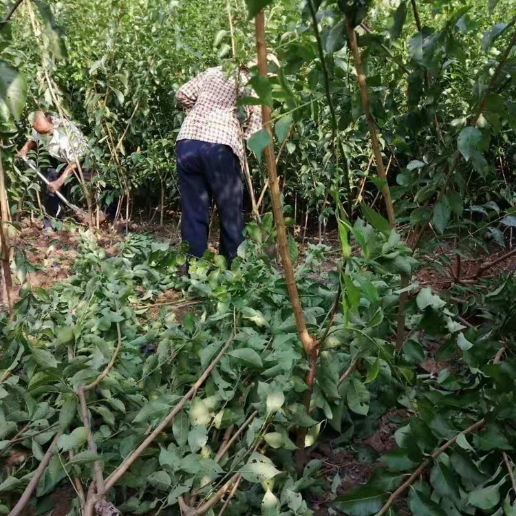 荆门晚熟青脆李苗基地，荆门晚熟青脆李苗种植基地