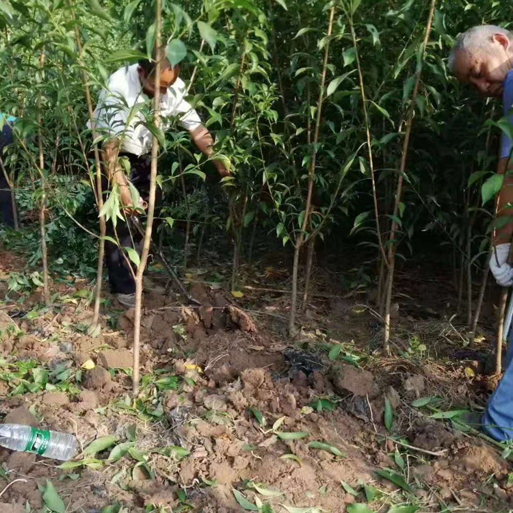 贵州贵阳青脆李树苗，青脆李子苗种植基地