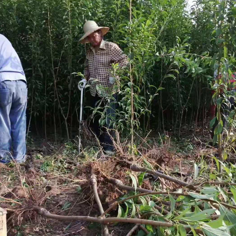 崇左青脆李子苗種植基地_崇左青脆李子苗經(jīng)銷商