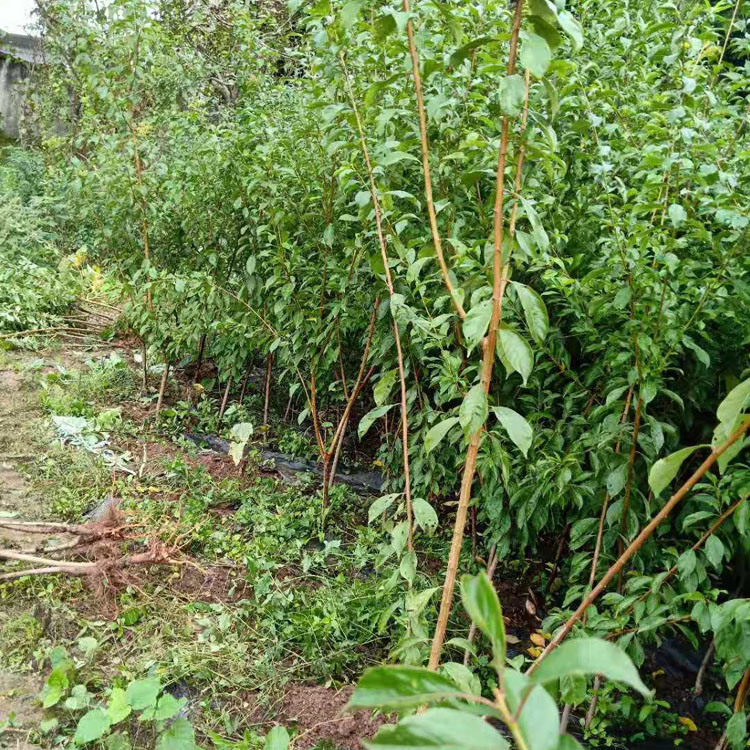 贵州贵阳青脆李树苗，青脆李子苗种植基地