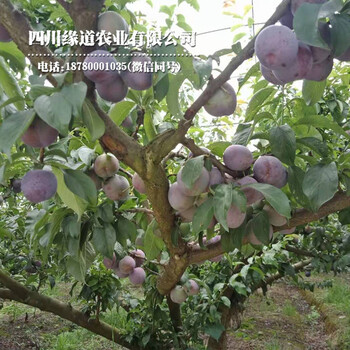 北碚鳳凰李子樹(shù)苗