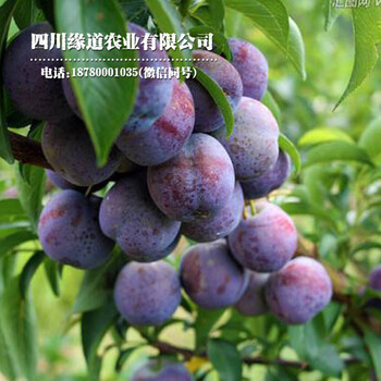 瀘州鳳凰李子樹苗幼樹掛果方法_瀘州鳳凰李子樹苗零售價(jià)格