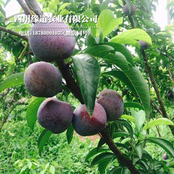 鳳凰李樹(shù)，早熟鳳凰李子苗，株洲鳳凰李子樹(shù)苗掛果圖片