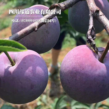 昆明鳳凰李苗,昆明鳳凰李苗栽培技術(shù)