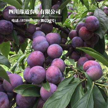 四川早熟鳳凰李苗,四川早熟鳳凰李苗基地現(xiàn)貨