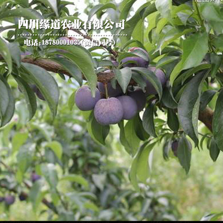 凤凰李树，早熟凤凰李子苗，甘孜凤凰李树苗种植基地