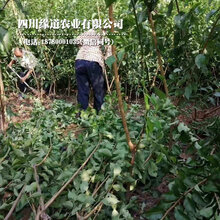 十堰凤凰李子树苗种植技术_十堰凤凰李子树苗批发采购图片