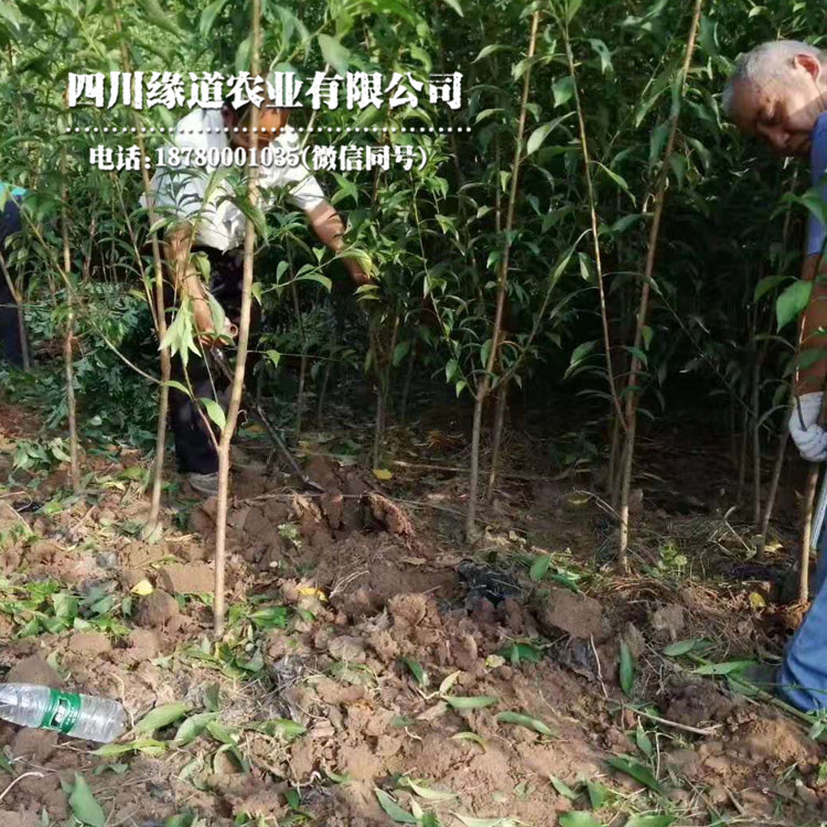 鄂州凤凰李树苗苗圃基地 鄂州凤凰李树苗挂果图片