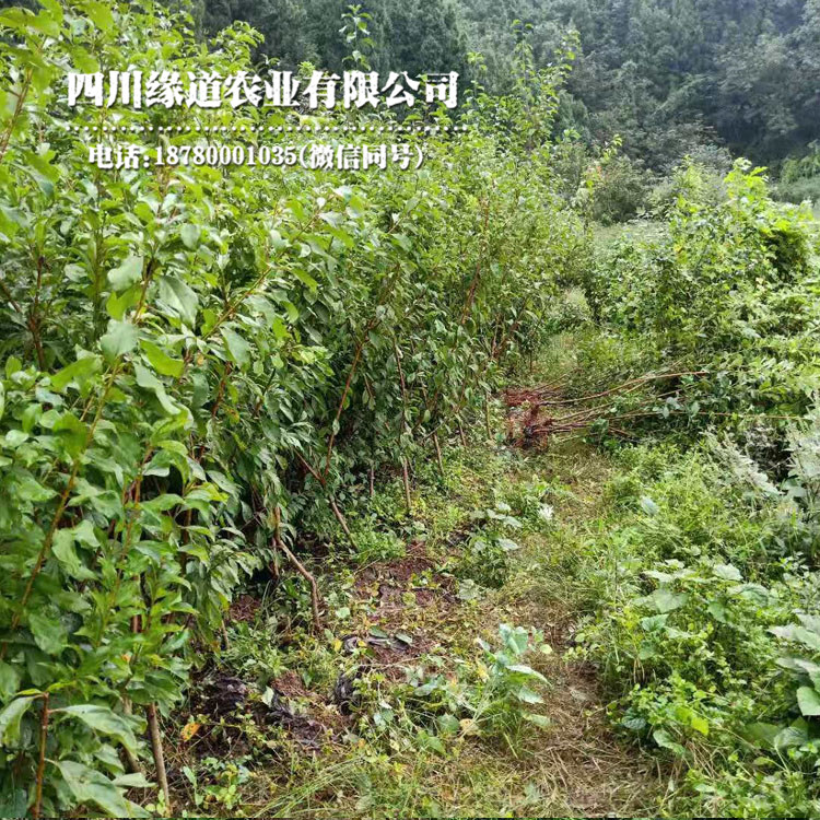 红河凤凰李子苗见效快_红河凤凰李子苗种植基地