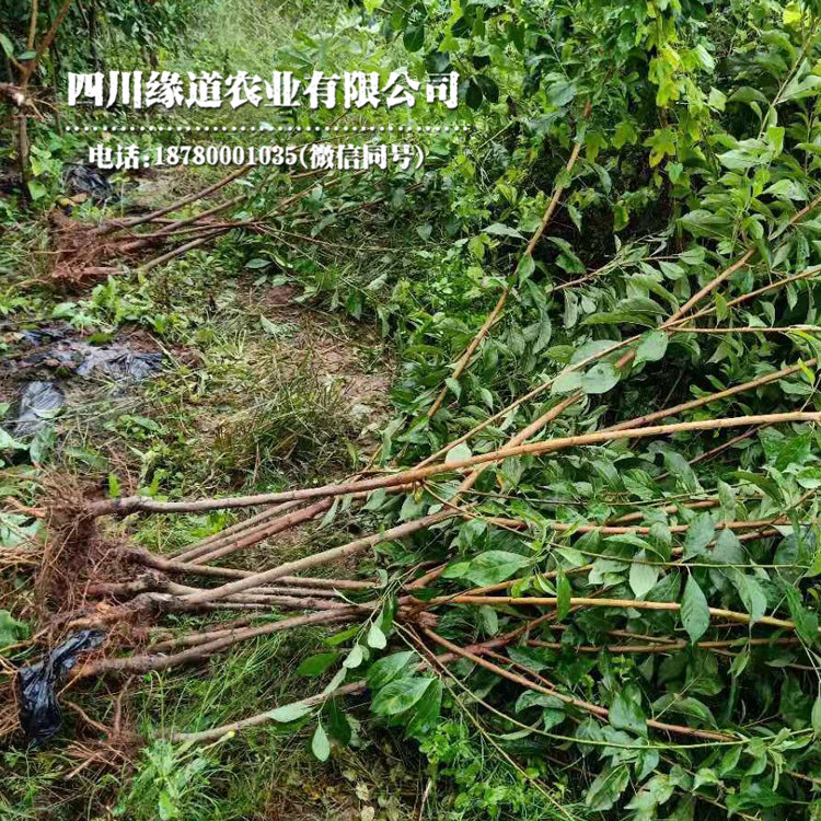 襄阳早熟凤凰李苗研究基地_襄阳早熟凤凰李苗价格及基地