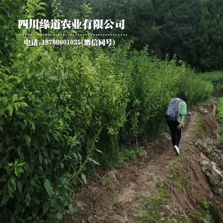 衡阳早熟凤凰李苗种植基地_衡阳早熟凤凰李苗品种有