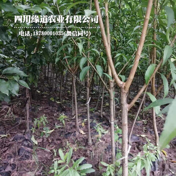 神農架鳳凰李子苗嫁接方法_神農架鳳凰李子苗供應商