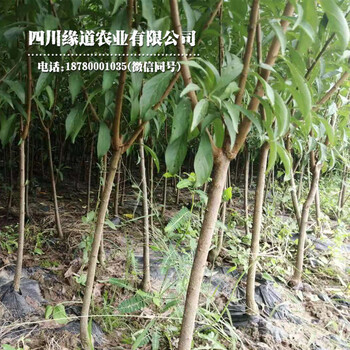 甘孜鳳凰李苗批發(fā)報(bào)價(jià)甘孜鳳凰李苗價(jià)格