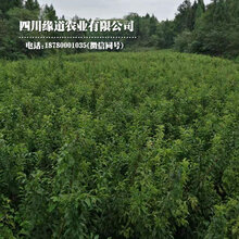 凤凰李树,早熟凤凰李子苗,陕西凤凰李子树苗几年挂果图片