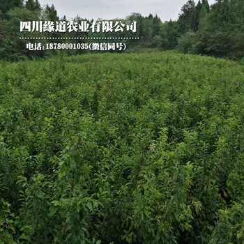 成都鳳凰李子樹(shù)苗,成都鳳凰李子樹(shù)苗價(jià)格行情