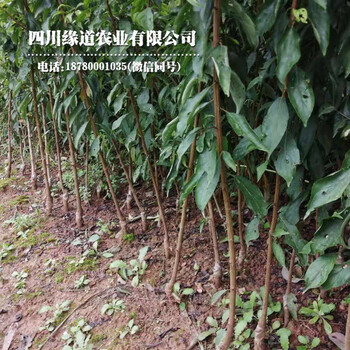 廣西鳳凰李子苗,廣西鳳凰李子苗整形修剪