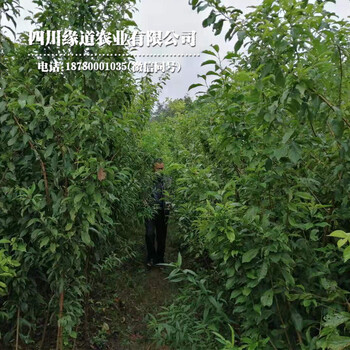 江蘇鳳凰李苗,江蘇鳳凰李苗研究基地