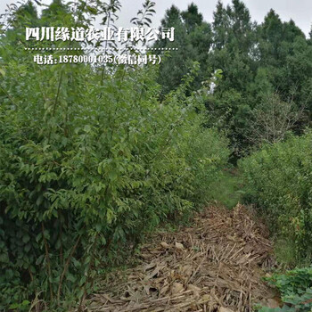 鳳凰李樹(shù)，早熟鳳凰李子苗，達(dá)州鳳凰李子苗物候期