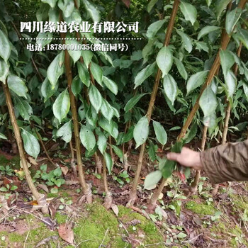 城口鳳凰李苗大小年控制城口鳳凰李苗2公分粗價格