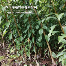 巴南早熟凤凰李苗修剪视频_巴南早熟凤凰李苗发展建议图片