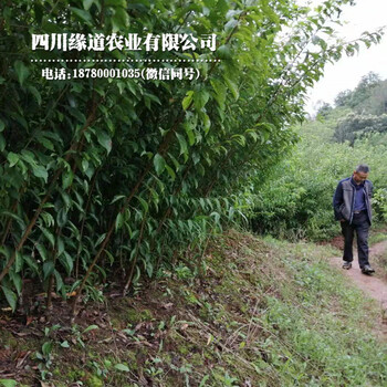 鳳凰李樹，早熟鳳凰李子苗，黔東南早熟鳳凰李苗適合種植地區(qū)