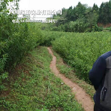 去哪买凤凰李子苗、凤凰李苗批发真实价格图片