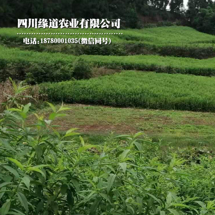 长沙凤凰李苗夏季修剪 长沙凤凰李苗繁育基地