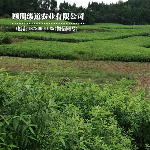 襄阳早熟凤凰李苗研究基地_襄阳早熟凤凰李苗价格及基地