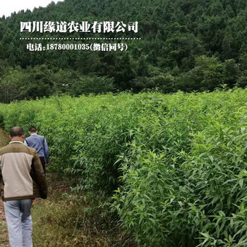 鳳凰李樹，早熟鳳凰李子苗，山西鳳凰李苗2公分粗價格