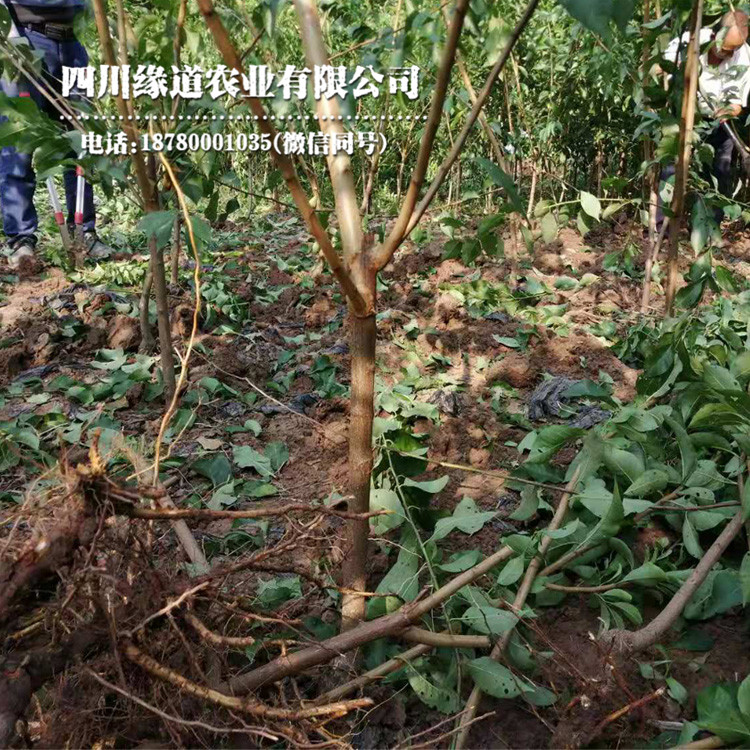 我想买凤凰李子树苗,柳州凤凰李子树苗种植全心服务