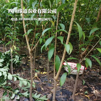 四川廣安鳳凰李子苗、鳳凰李子樹苗基地