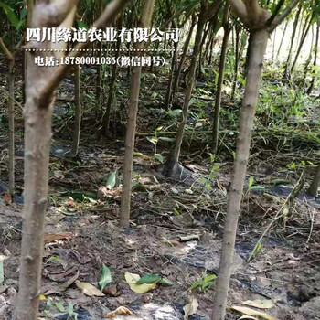 鳳凰李樹，早熟鳳凰李子苗，遂寧鳳凰李樹苗報價