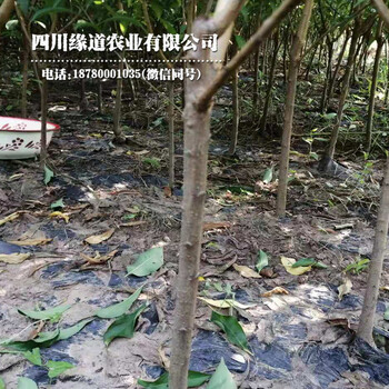 重慶巫山鳳凰李苗、鳳凰李樹苗批發(fā)基地
