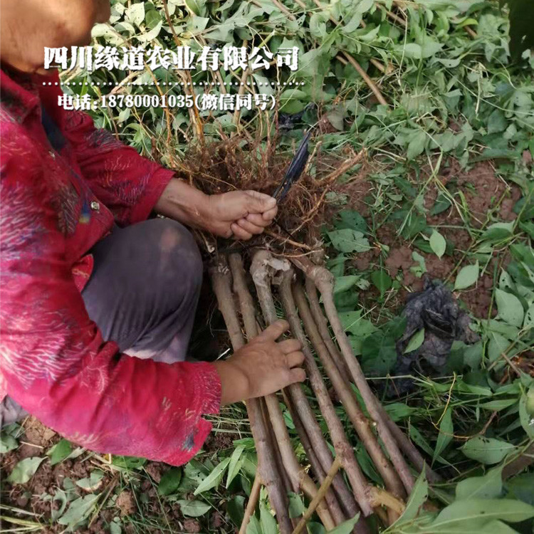 凤凰李子树苗,昭通凤凰李子树苗研究中心