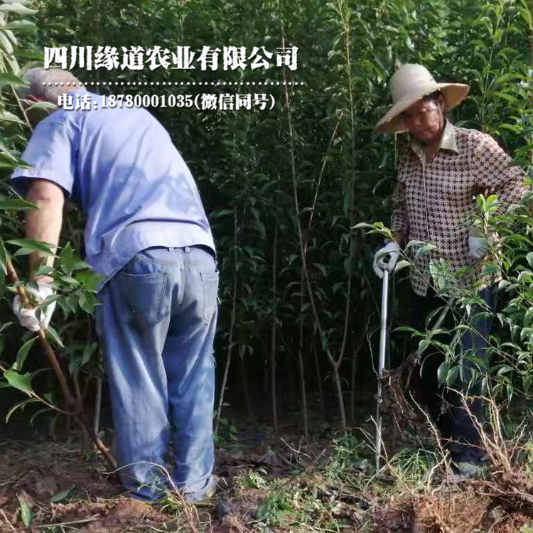 沙坪坝凤凰李树苗冬季修剪_沙坪坝凤凰李树苗苗圃基地