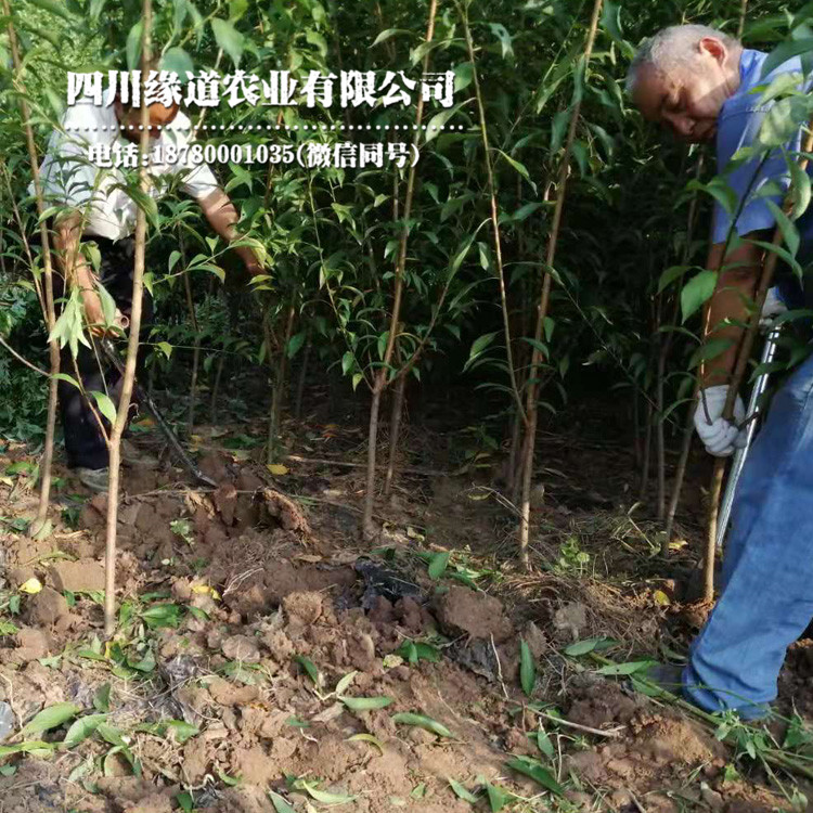 凤凰李树，早熟凤凰李子苗，西安凤凰李子树苗发源地