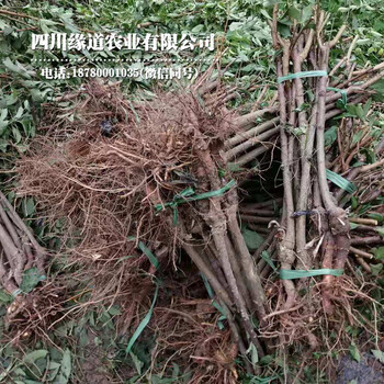 貴州貴陽(yáng)鳳凰李子苗、鳳凰李子樹(shù)苗基地