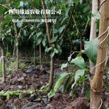 鳳凰李子樹苗,咸寧鳳凰李子樹苗修剪視頻