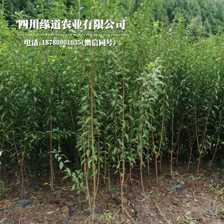 郴州早熟凤凰李苗货源充足_郴州早熟凤凰李苗基地