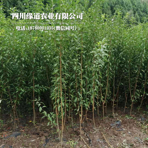 云南普洱凤凰李苗、凤凰李苗种植基地