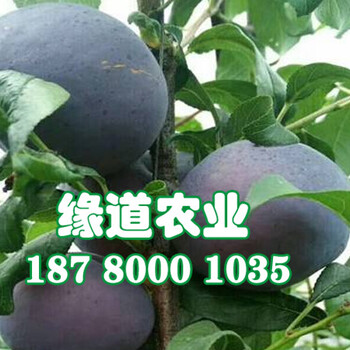 五月脆，早熟五月脆李子苗，德陽(yáng)五月脆李子樹苗今年價(jià)格