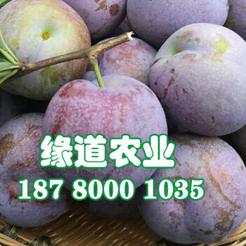 貴陽五月脆李子樹苗冬季修剪，貴陽五月脆李子樹苗一棵價格