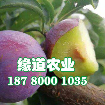 廣西來賓五月脆李苗_五月脆李苗批發(fā)多少錢