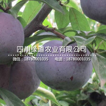 五月脆,早熟五月脆李子苗,綦江五月脆李子苗质优价廉图片