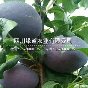 五月脆李苗_陽江五月脆李苗修剪方法