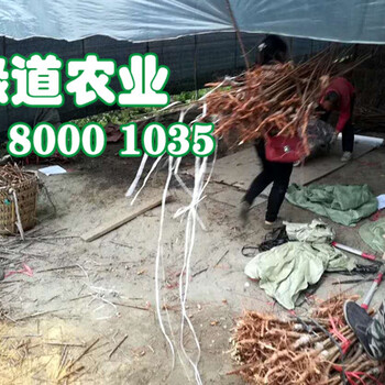 五月脆李子樹苗產(chǎn)業(yè)效益分析五月脆李子樹苗繁育基地