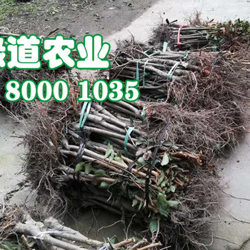山東早熟五月脆李苗。山東早熟五月脆李苗單價(jià)