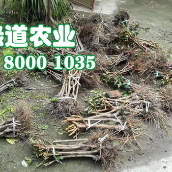 廣西崇左五月脆李苗_五月脆李種苗基地哪家好