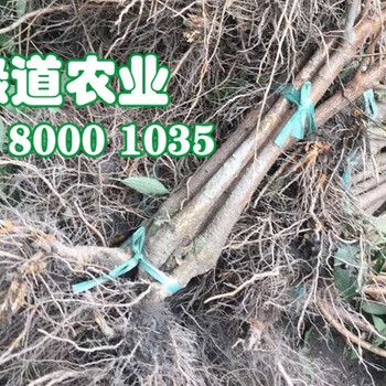 荊州五月脆李子苗3公分粗價(jià)格，荊州五月脆李子苗品種