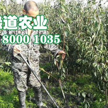 衡陽五月脆李樹苗。衡陽五月脆李樹苗修剪作用
